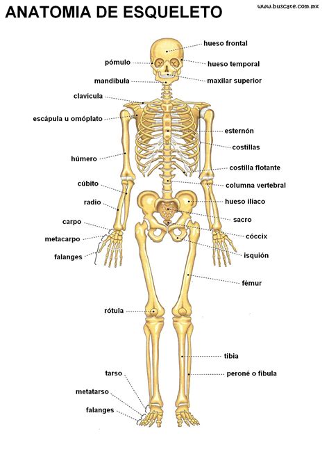huesos humanos - huesos del torax